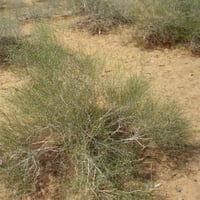 بذور شجيرة ارطى النفود - العبل ( calligonum comosu...