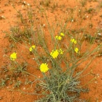 بذور العضيد - اليعضيد ( Urospermum picroides )
