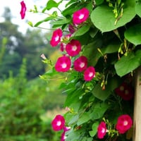 بذور متسلقة مجد الصباح - ايبوميا الحمراء ( Ipomoea...