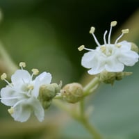بذور شجرة التيك - خشب الساج ( Tectona grandis )