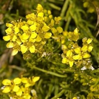 بذور عشبة السمارة - الحويرة ( Sisymbrium orientale...