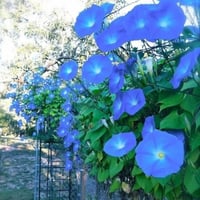بذور متسلقة مجد الصباح السماويه ( Ipomoea tricolor...