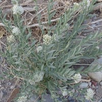 بذور عشبة الحرجل ( Solenostemma argel )
