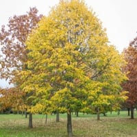 بذور شجرة الزيزفون الفضي ( Tilia tomentosa )