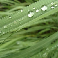 بذور عشبة الليمون العطرية ( Cymbopogon citratus )