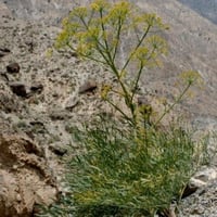 بذور عشبة الحزاء ( Ducrosia anethifolia )