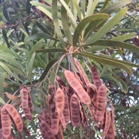 ‫بذور شجرة السنط - الطلح القنديلي‬ ( Acacia pruino...