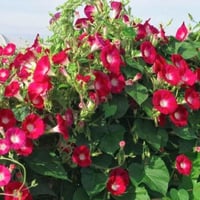 بذور متسلقة مجد الصباح - ايبوميا الحمراء ( Ipomoea...