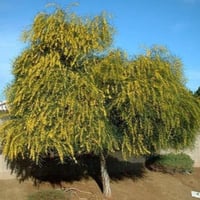 ‫بذور شجرة اكاسيا ساليجنا‬ ( Acacia saligna )