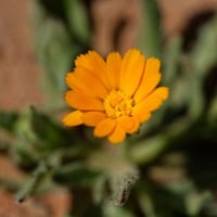 بذور زهرة الحنوة ( Calendula tripterocarpa )