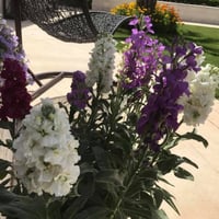 بذور زهرة المنثور - العطر الليلي ( Matthiola longi...