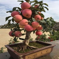بذور شجيرة التفاح القزمي ( Malus pumila )