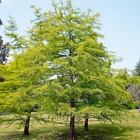 بذور شجرة تاكسوديم ( Taxodium Distichum )