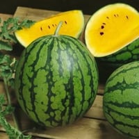 بذور البطيخ الاصفر الهجين ( Citrullus lanatus hybr...