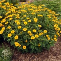 بذور دوار الشمس الكاذب - اوكسي ( Heliopsis heliant...