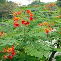 بذور شجيرة سيسالبينيا الحمراء - بونسيانا قزمية ( C...