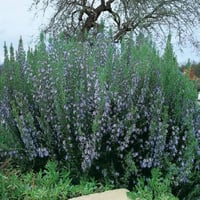 بذور اكليل الجبل - روز ماري ( Rosmarinus officinal...