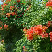 بذور متسلقة البوق ( Campsis radicans )