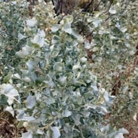 بذور الرغل الاسترالي ( Atriplex nummularia )