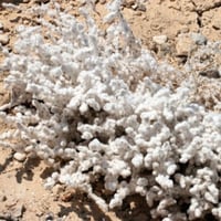 بذور شجيرة القطينة ( Bassia eriophora )