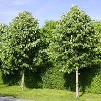 بذور شجرة الزيزفون الفضي ( Tilia tomentosa )