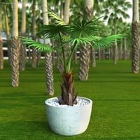 بذور نخيل واشنطوني - ‫برتشارديا‬ ( Washingtonia )
