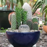 بذور صباريات ( cactaceae )