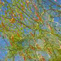 بذور شجرة‬ باركنسونيا فلوريدا‬ ( Parkinsonia flori...