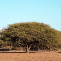 بذور شجرة السمر ( Acacia tortilis )