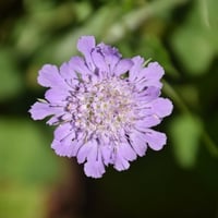 بذور الطربة - ام قلاص البنفسجية ( lomelosia olivie...