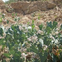 بذور متسلقة العليق المدبب - المديد ( Cynanchum acu...