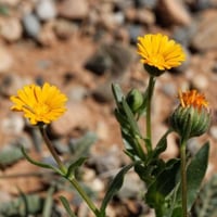 بذور زهرة الحنوة ( Calendula tripterocarpa )