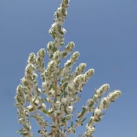 بذور شجيرة القطينة ( Bassia eriophora )