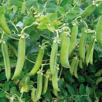 بذور البازلاء ( Pisum sativum )