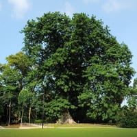 بذور شجرة الماهوجني الأفريقي ( khaya senegalensis...