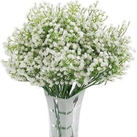 بذور زهرة جيبسوفيلا ايليجانس ( gypsophila Elegans...