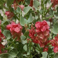 بذور شجيرة الحميض ( Rumex vesicarius )