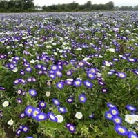 بذور اللبلاب ثلاثي الألوان - مجد الصباح قزمي ( Con...