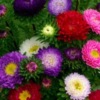 بذور زهور الاستر ( Callistephus chinensis )