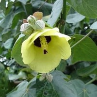 بذور الخبازي الساحلي ( Hibiscus Tiliaceus )