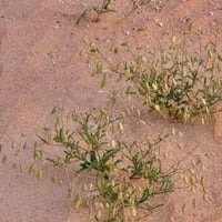 بذور عشبة القليقلان ( Anisosciadium )