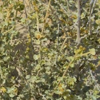 بذور القطف - الرغل الأبيض ( Atriplex Leucoclada Bo...