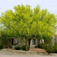 بذور شجرة‬ باركنسونيا فلوريدا‬ ( Parkinsonia flori...