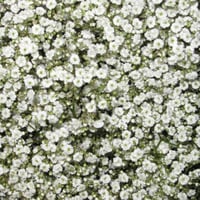 بذور زهرة جيبسوفيلا ايليجانس ( gypsophila Elegans...