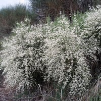 بذور شجيرة الرتم ( Retama raetam )