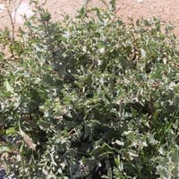بذور القطف - الرغل الأبيض ( Atriplex Leucoclada Bo...