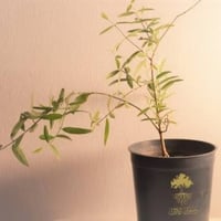 بذور شجرة الاراك - المسواك ( Salvadora Persica )