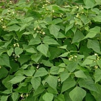 بذور الفاصوليا الخضراء ( Phaseolus vulgaris )