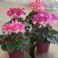 بذور زهرة بخور مريم - قرن الغزال ( cyclamen )