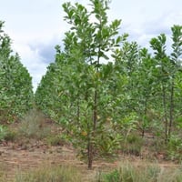 بذور شجرة طلح - أكاسيا مانقيوم‬ ( acacia mangium )